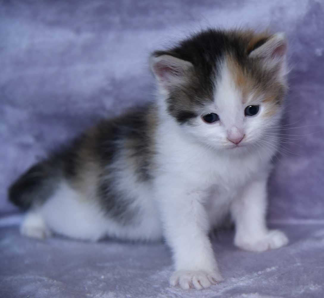 sibirisk kattunge Ximena