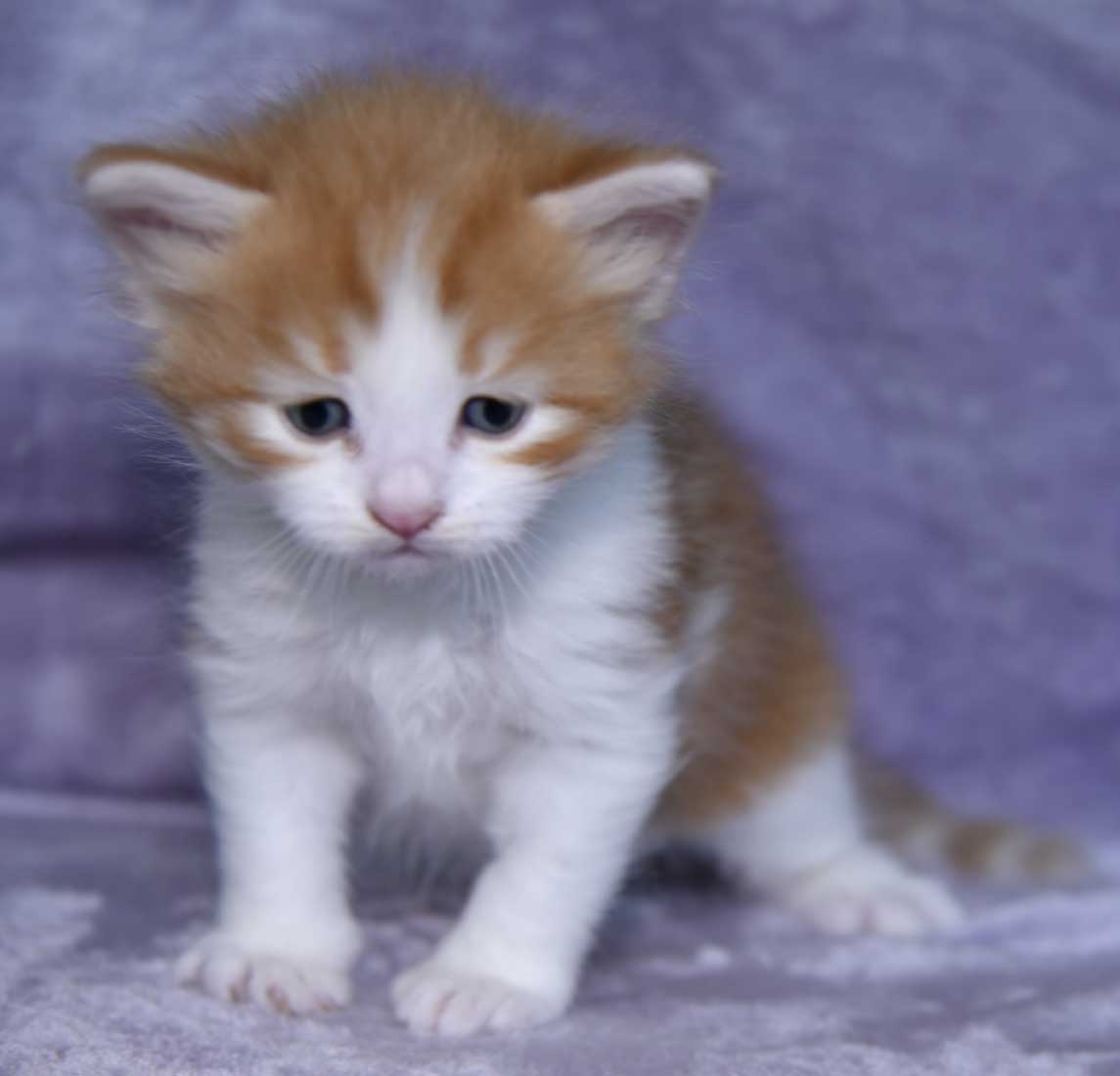 sibirisk kattunge Xanthus