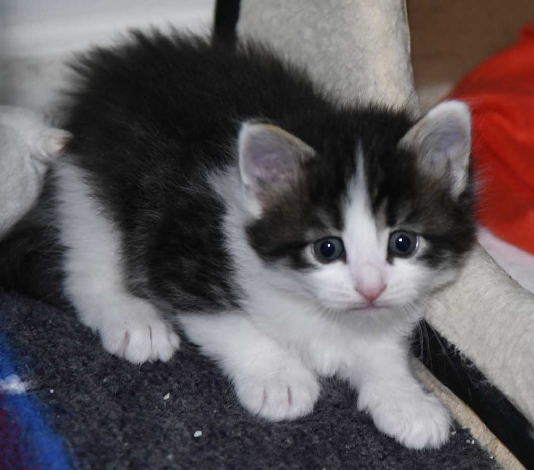sibirisk katt Xerxes