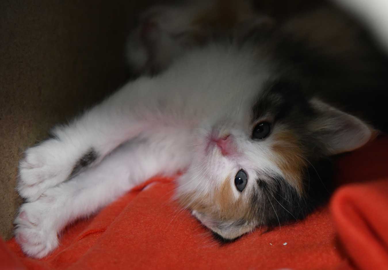 sibirisk kattunge Xuyi