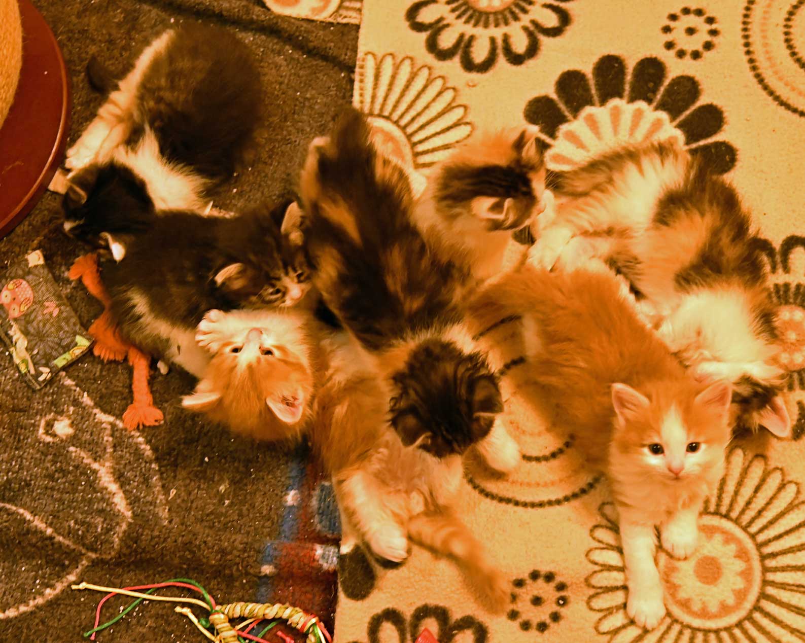 sibirisk kattungar Xx-kull
