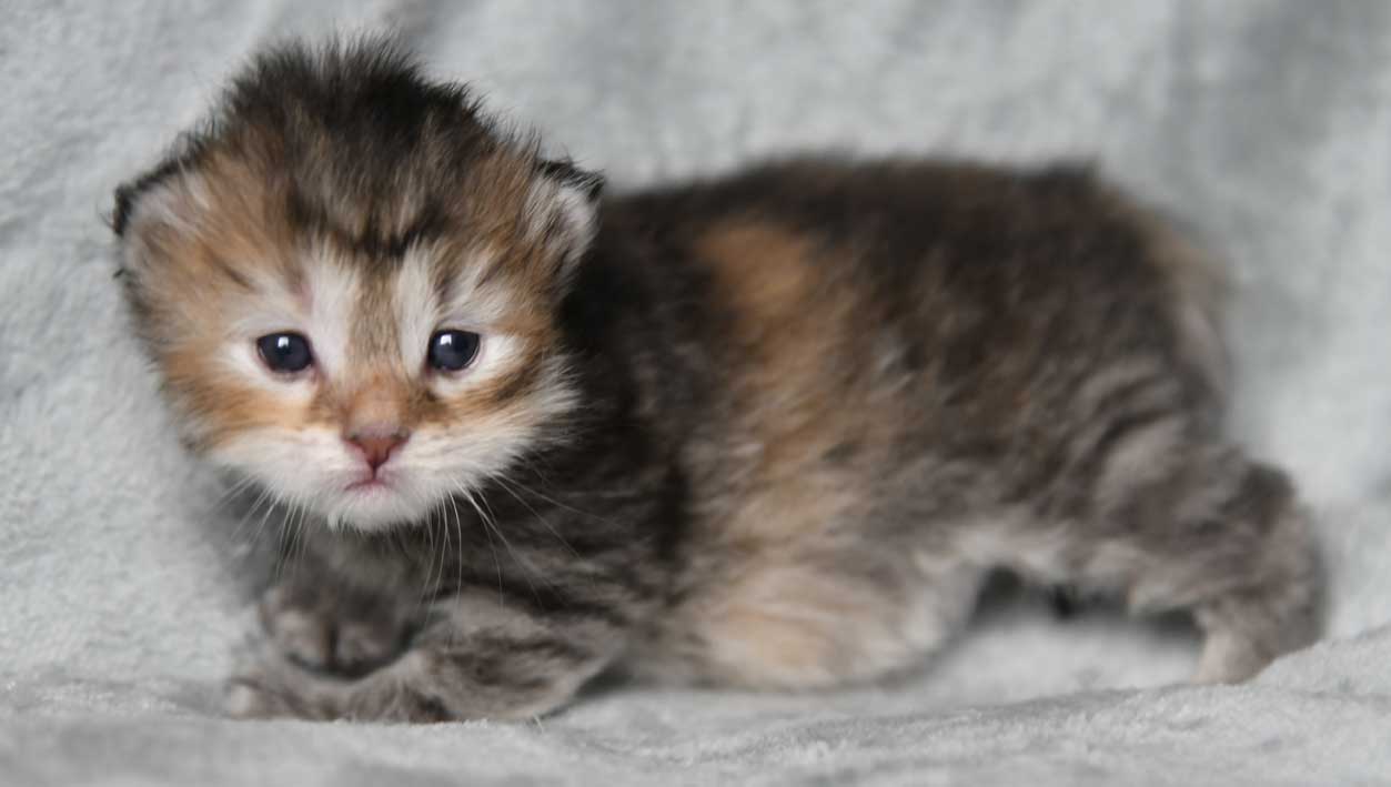 sibirisk kattunge Yetta