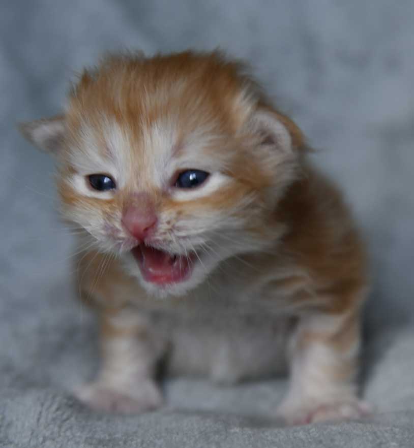 sibirisk kattunge Yazhi