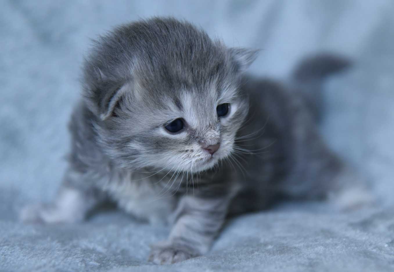 Sibirisk kattunge Yambika