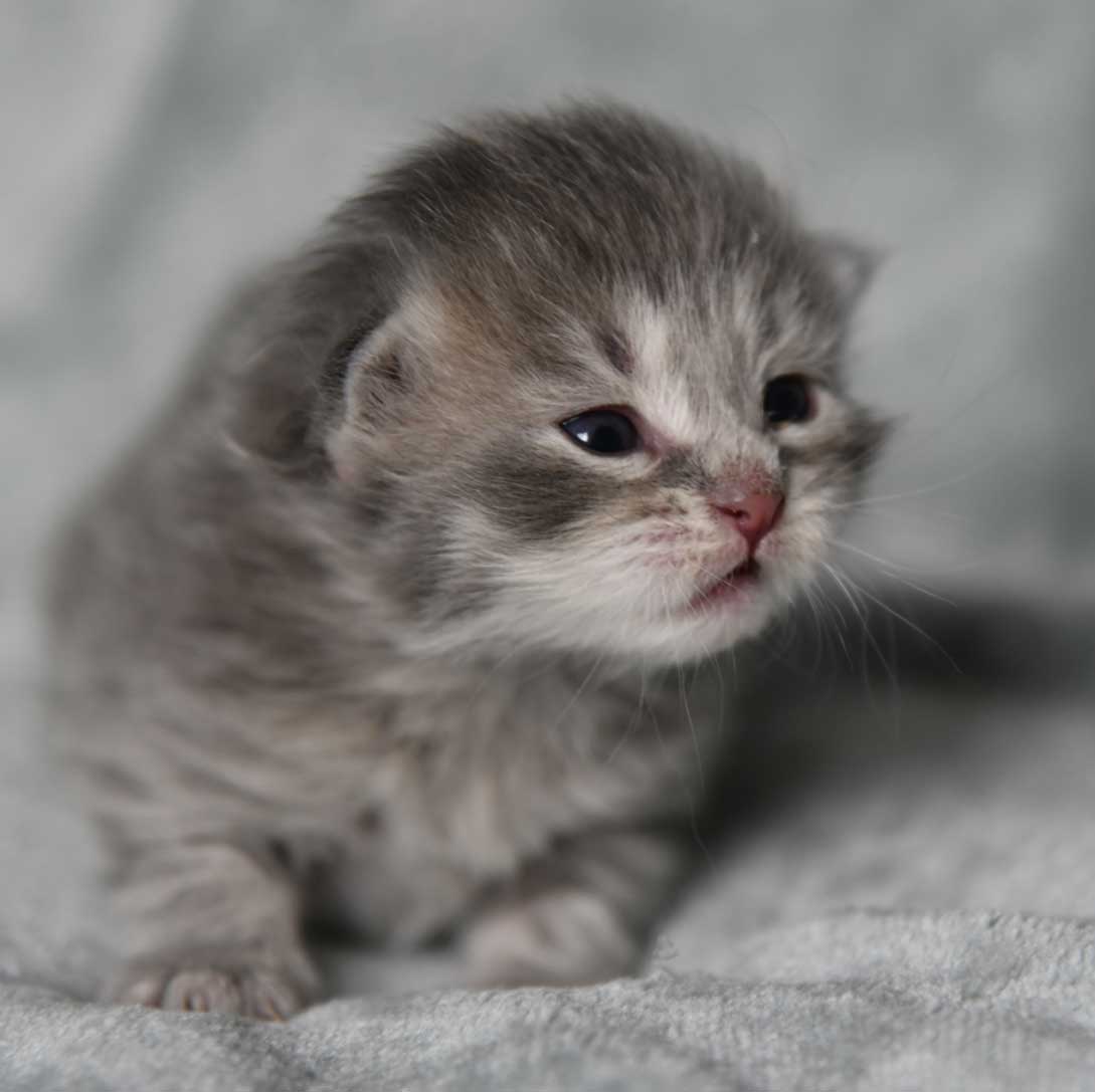 sibirisk kattunge Yabu