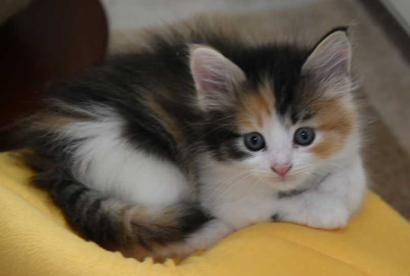 Sibirisk kattunge Xuyi