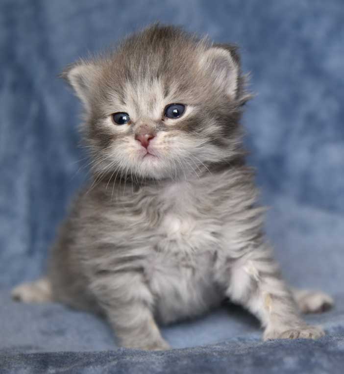 sibirisk kattunge Yabu