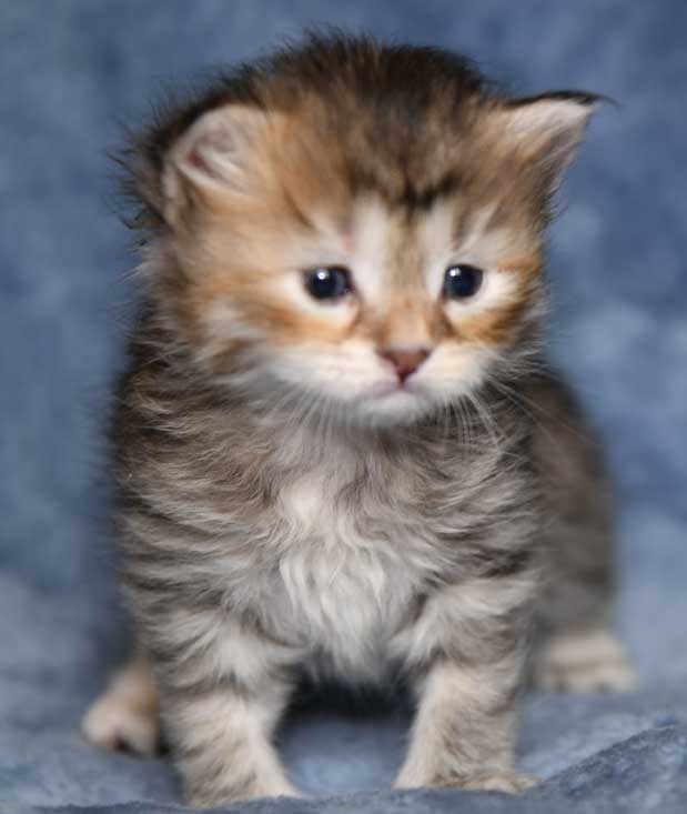 sibirisk kattunge Yetta