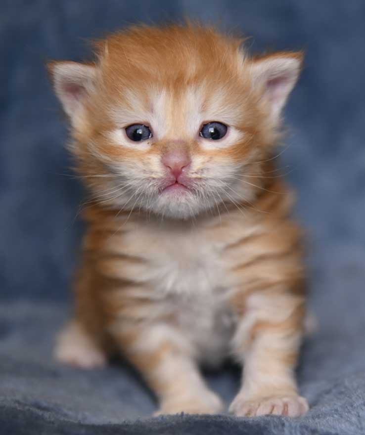 sibirisk kattunge Yazhi