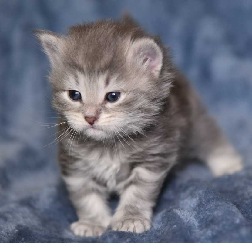 sibirisk kattunge Yambika