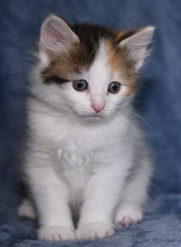 sibirisk kattunge Ximena