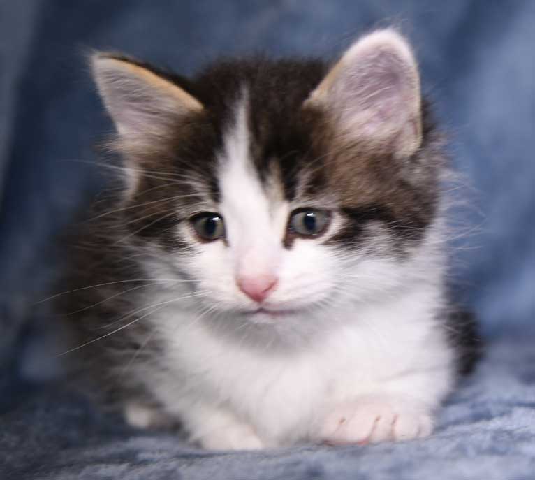 sibirisk kattunge Xerxes