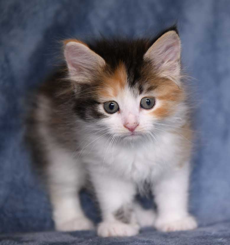 sibirisk kattunge Xuyi