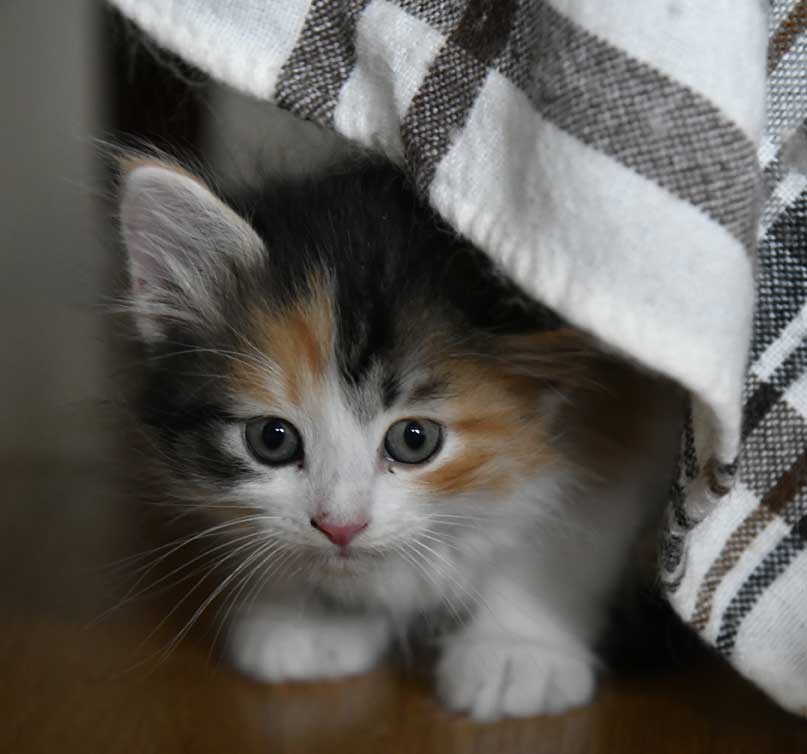 sibirisk kattunge Xuyi