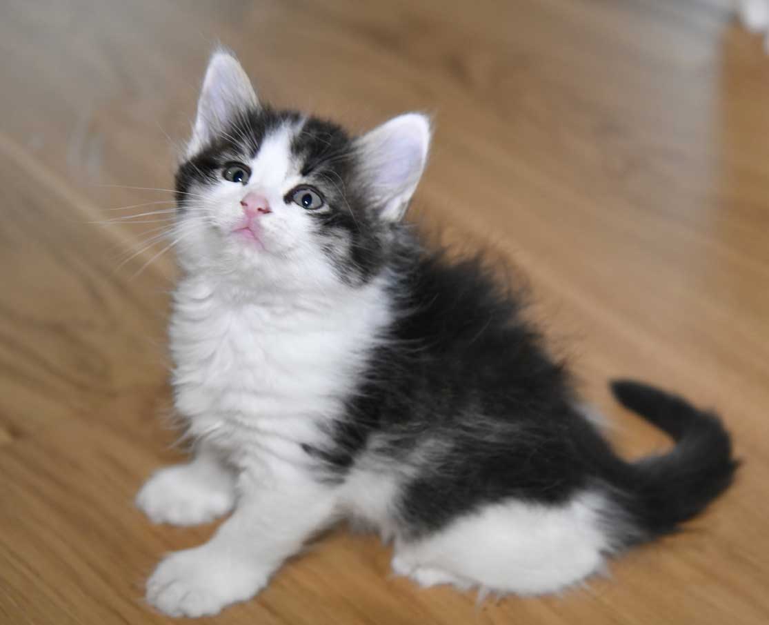 sibirisk kattunge Xerxes