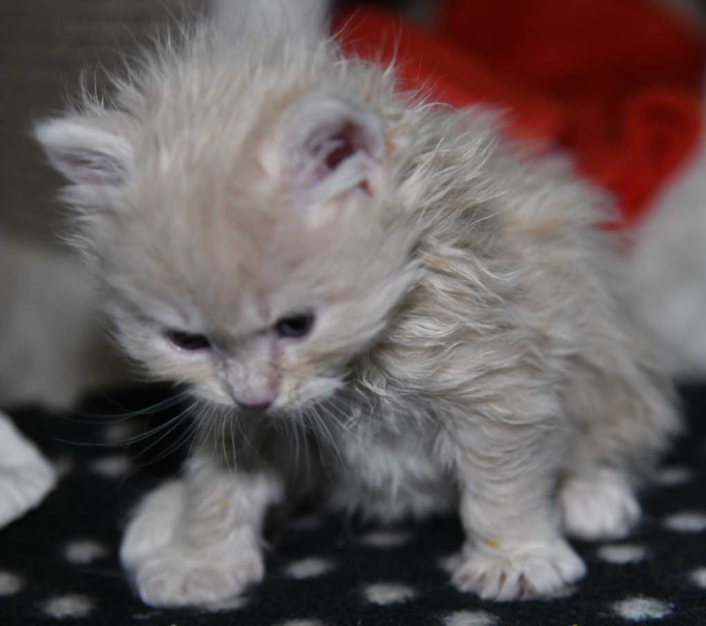 sibirisk kattunge Yezo