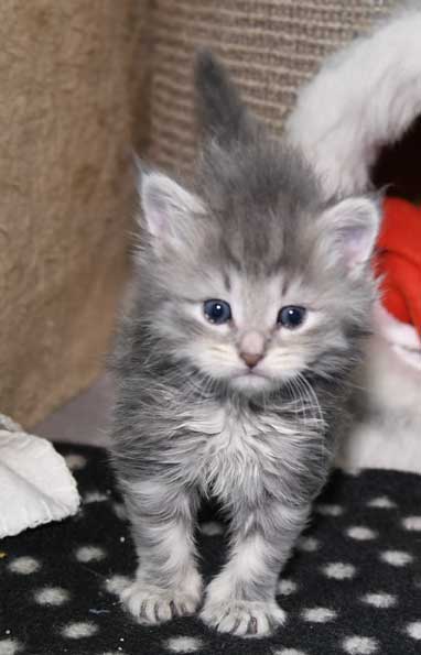 sibirisk kattunge Yambika