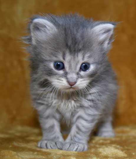 sibirisk kattunge Yabu