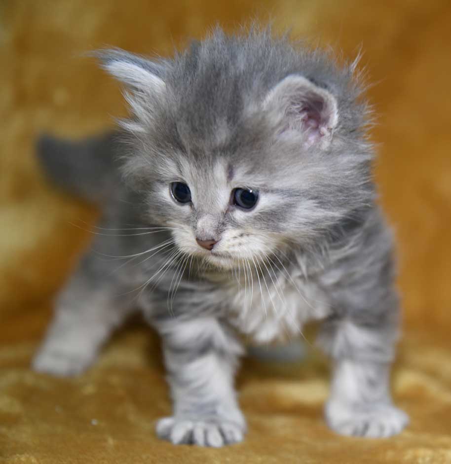 sibirisk kattunge Yambika