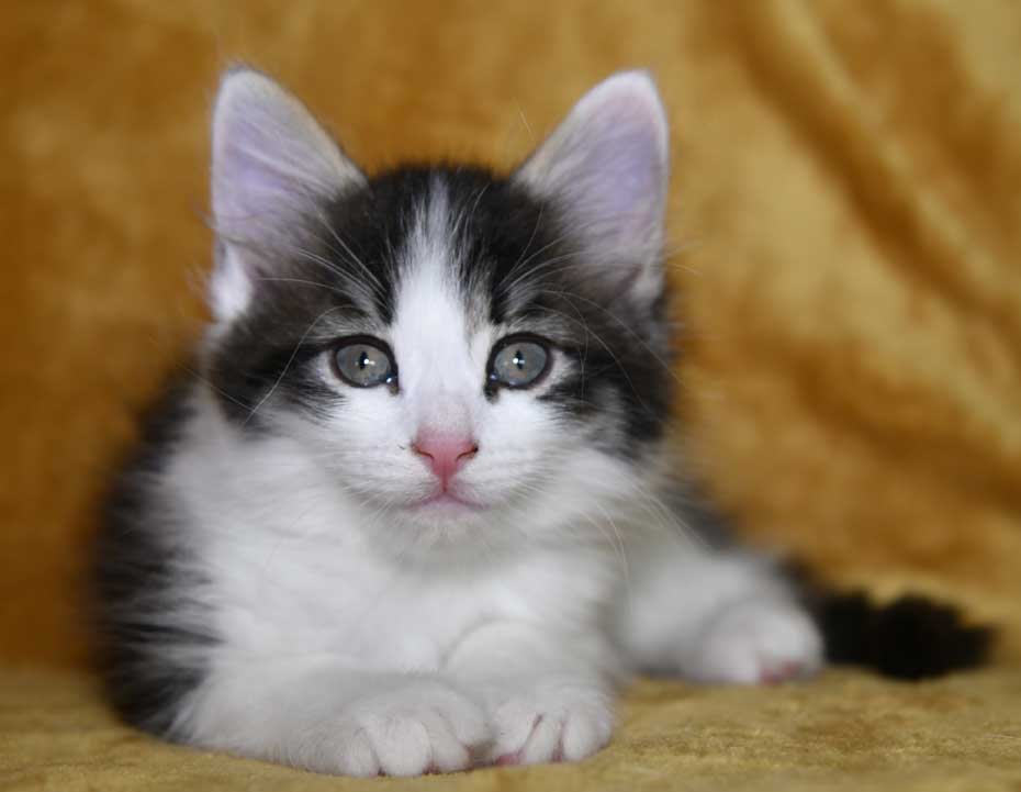 sibirisk kattunge Xerxes