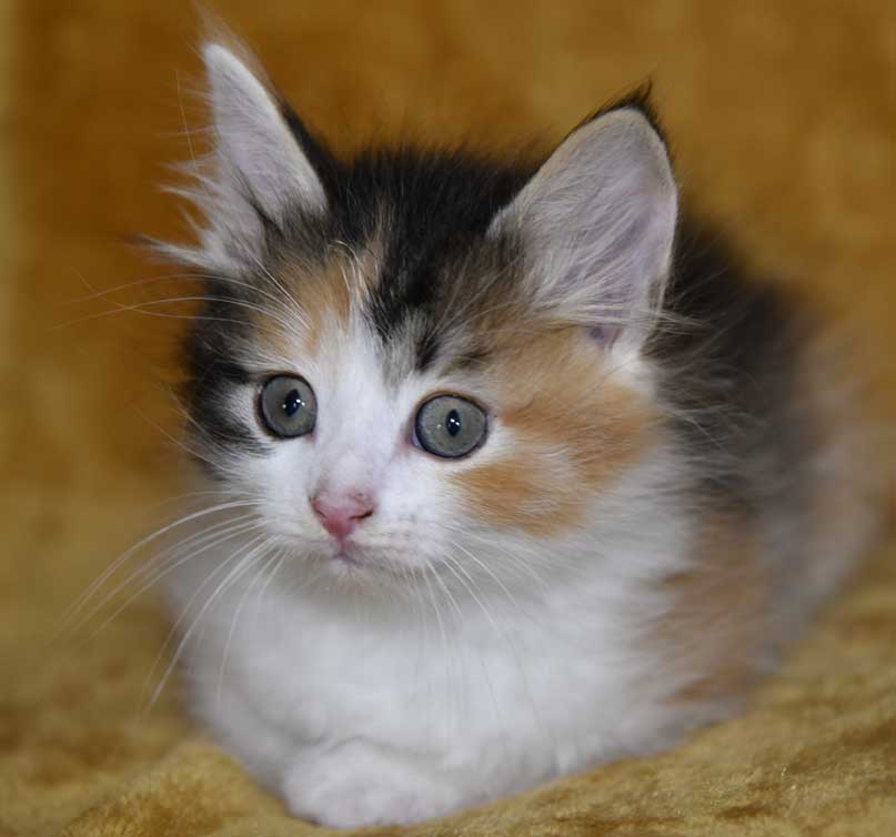 sibirisk kattunge Xuyi
