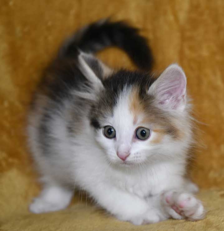 sibirisk kattunge Ximena