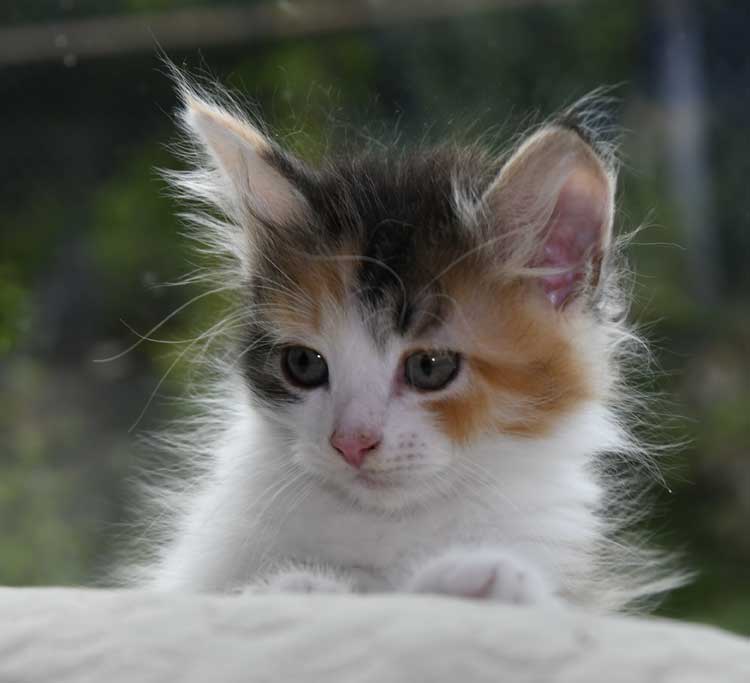 sibirisk kattunge Xuyi