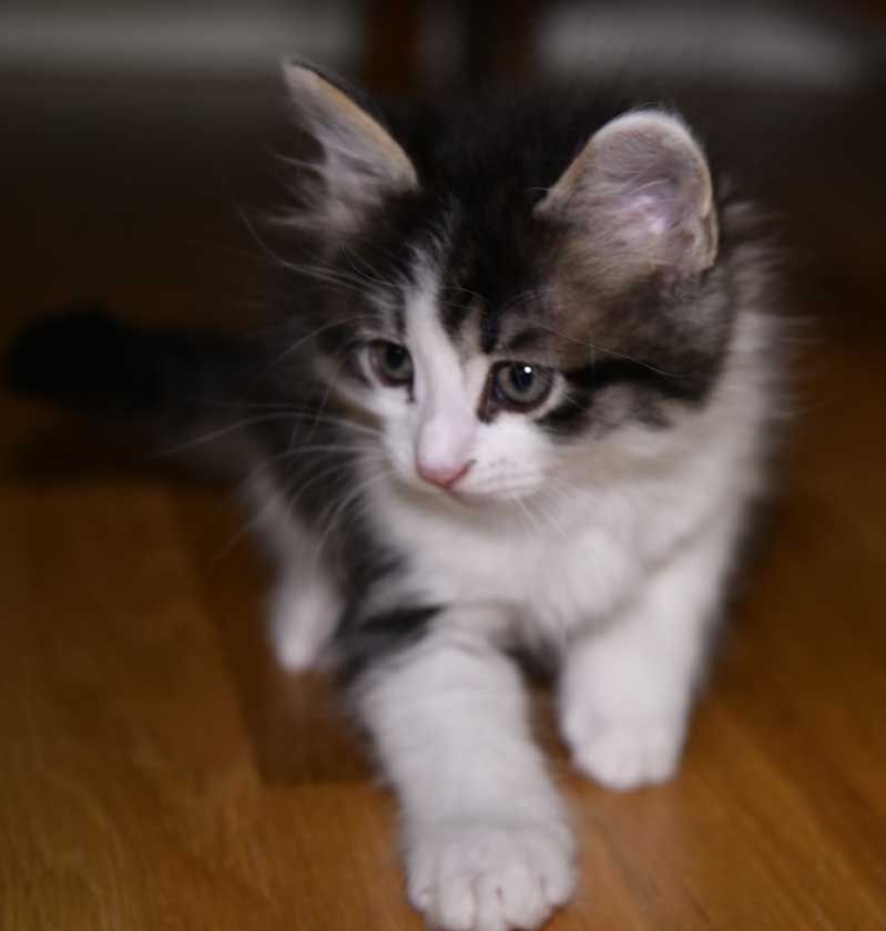 Xerxes