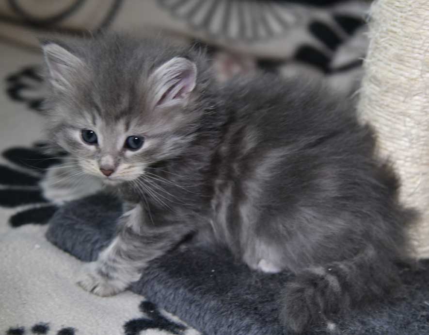 sibirisk kattunge Yambika