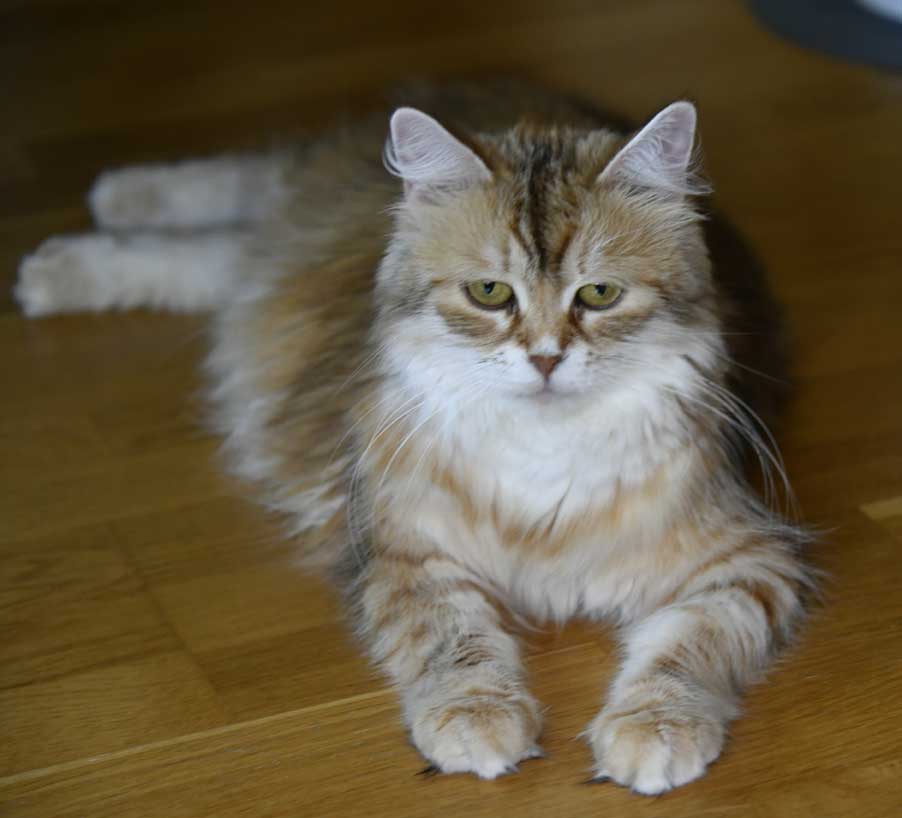 sibiriska katt Uni