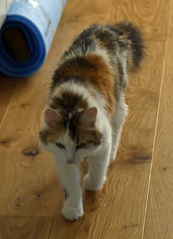 sibirisk katt Tracie