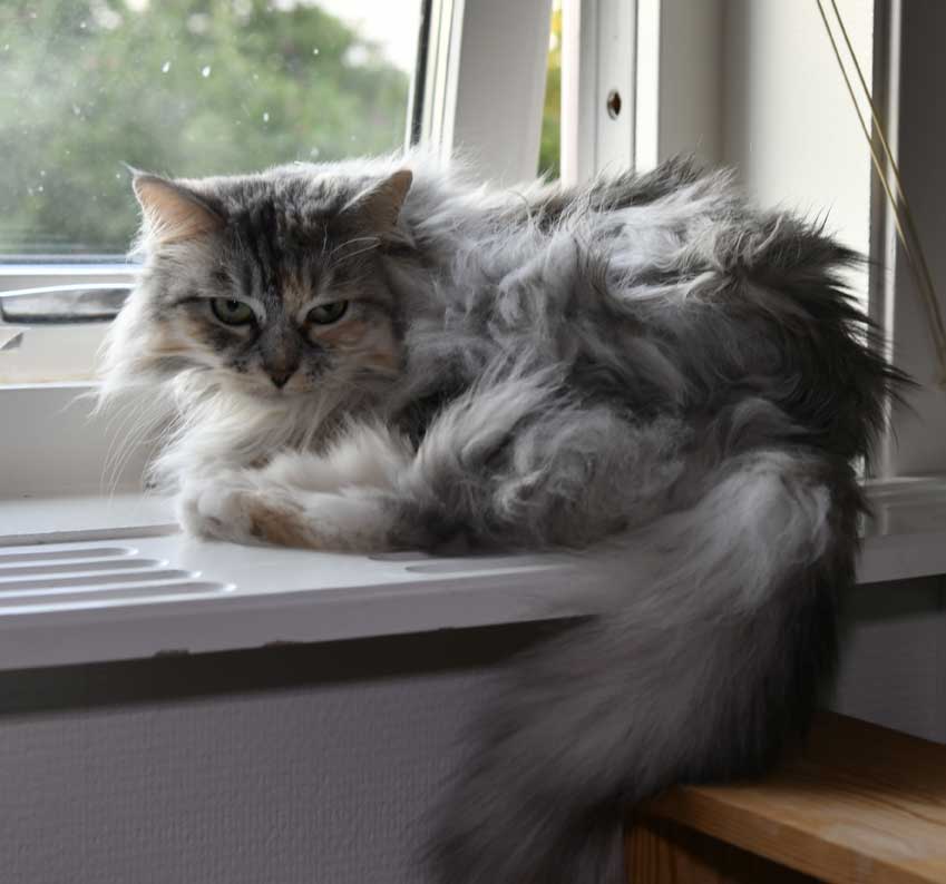 sibirisk katt Whiffi