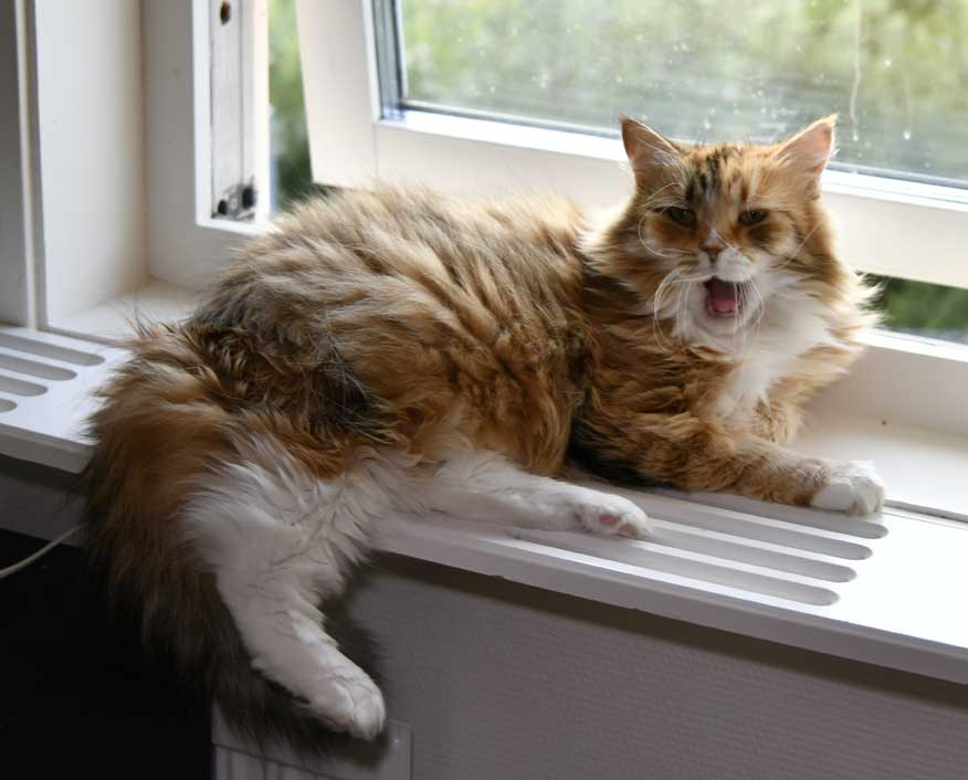 sibirisk katt Dani