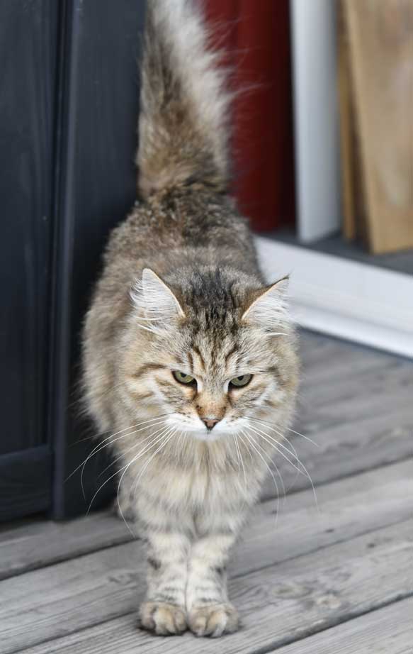 sibirisk katt Gabbie