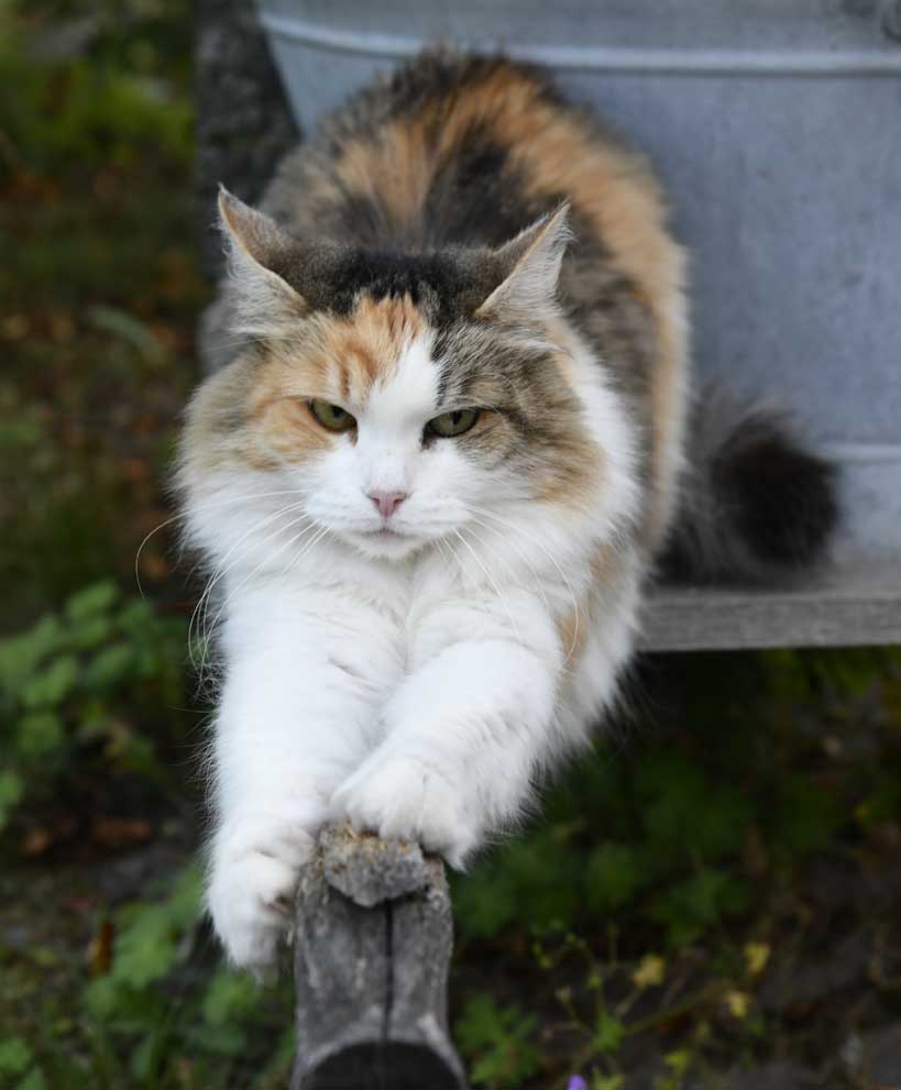 sibirisk katt Colbie