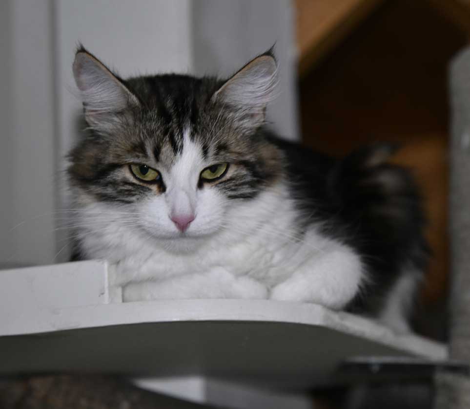 sibirisk katt Vickie