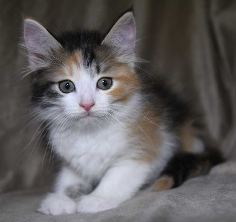 sibirisk kattunge Xuyi