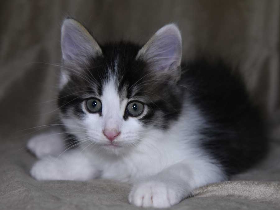 sibirisk kattunge Xerxes