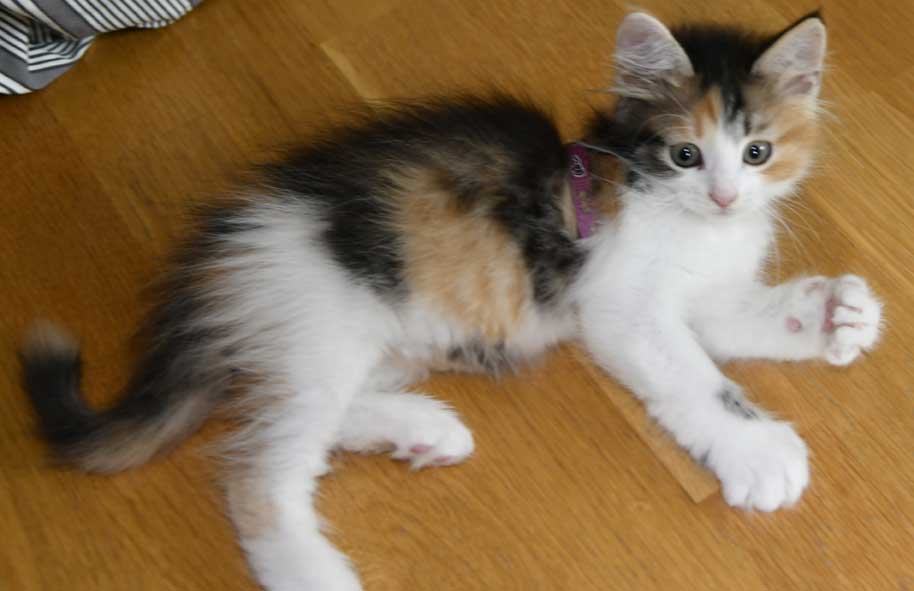 sibirisk katt Xuyi