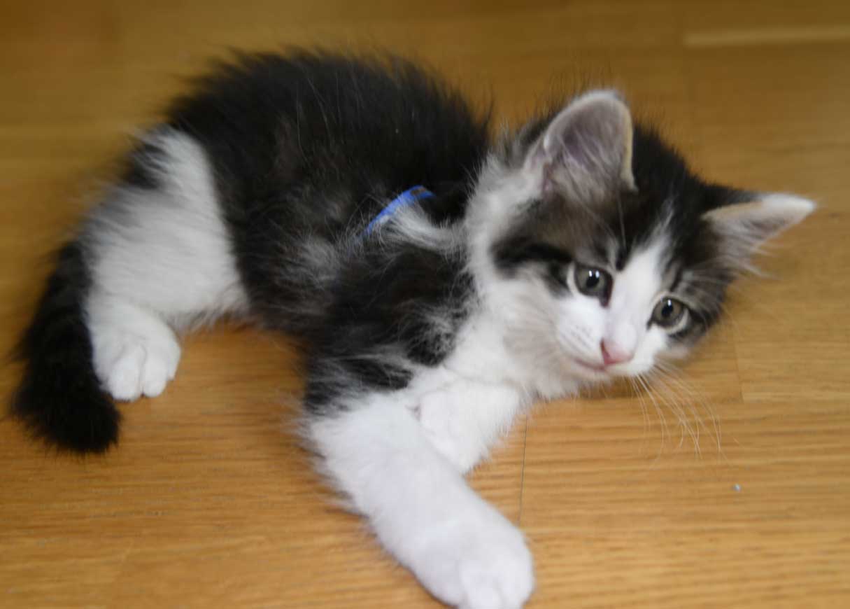 sibirisk kattunge Xerxes