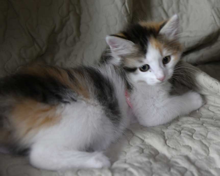sibirisk kattunge Ximena