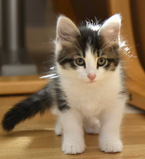 sibirisk kattunge Xerxes