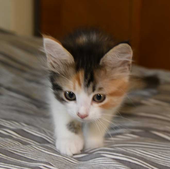 sibirisk kattunge Xuyi