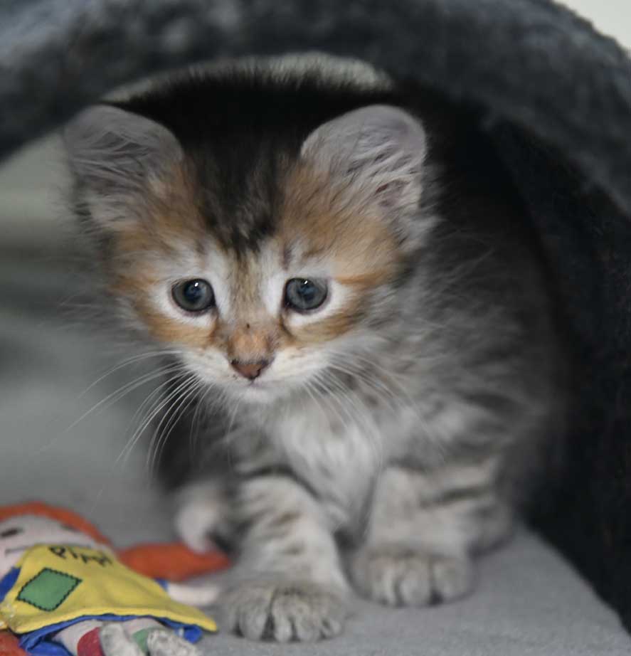 sibirisk kattunge Yetta