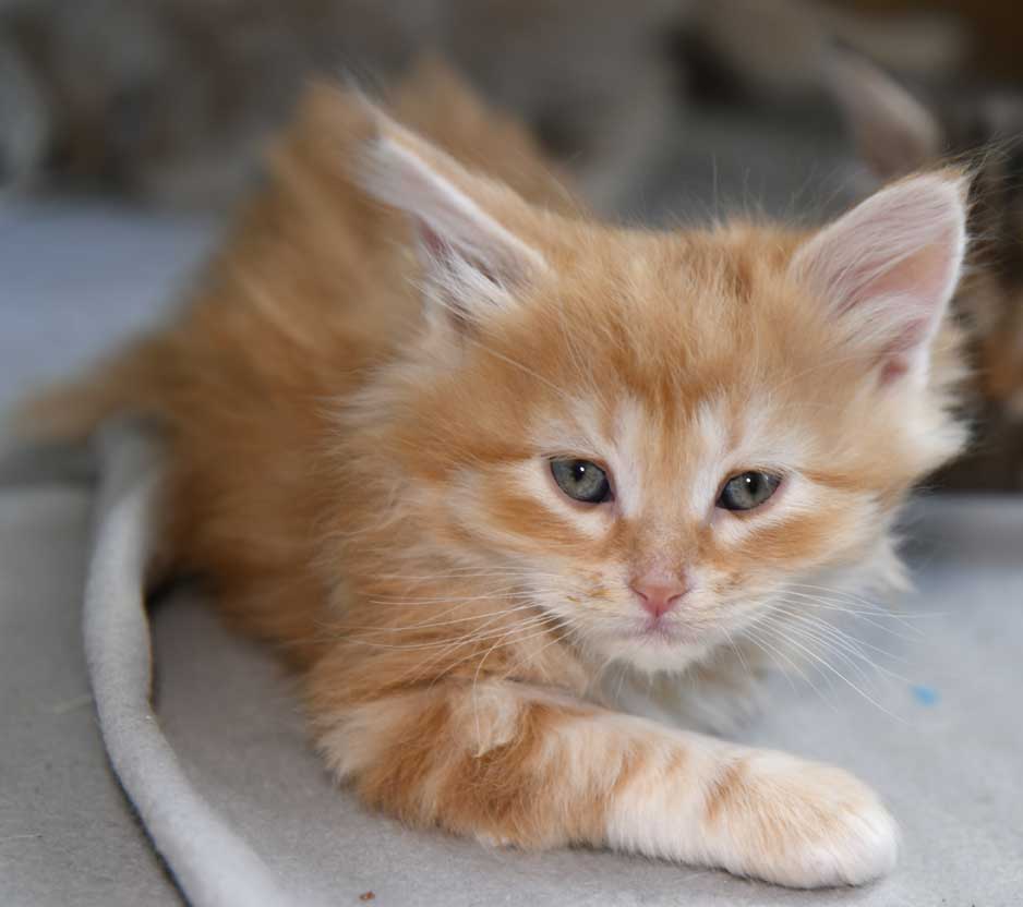 sibirisk kattunge Yazhi