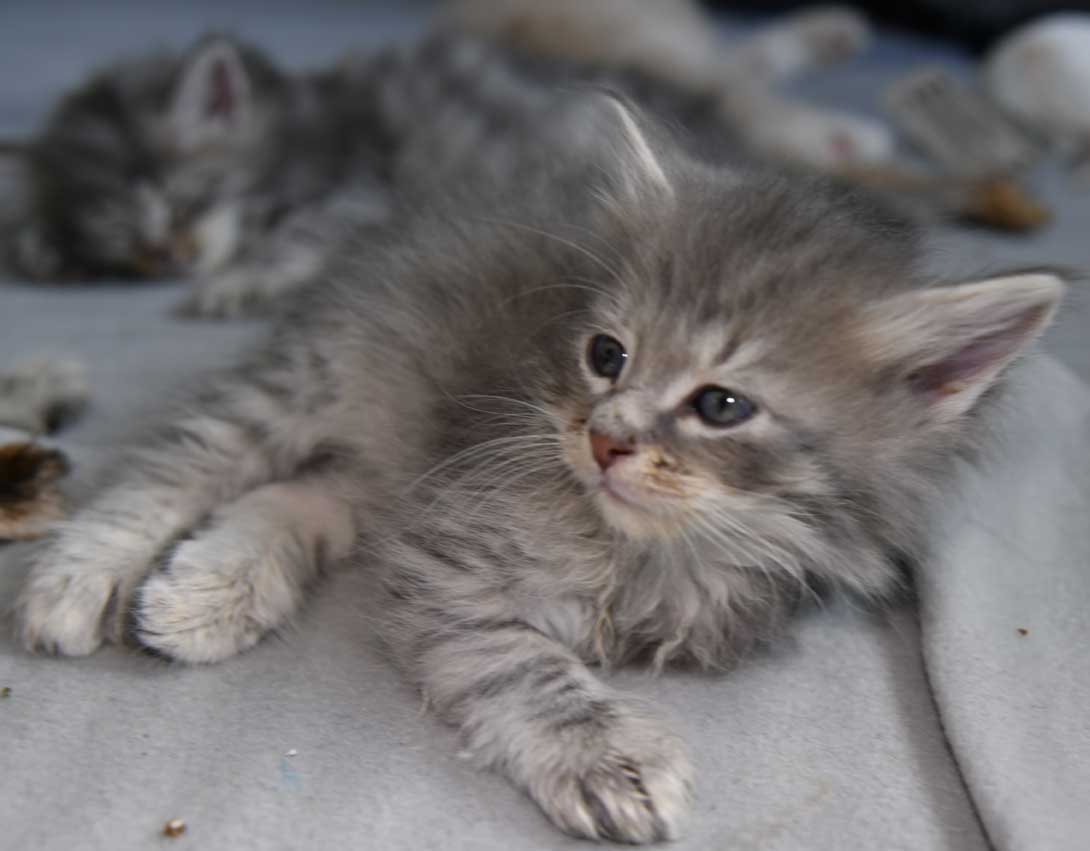 sibirisk kattunge Yabu