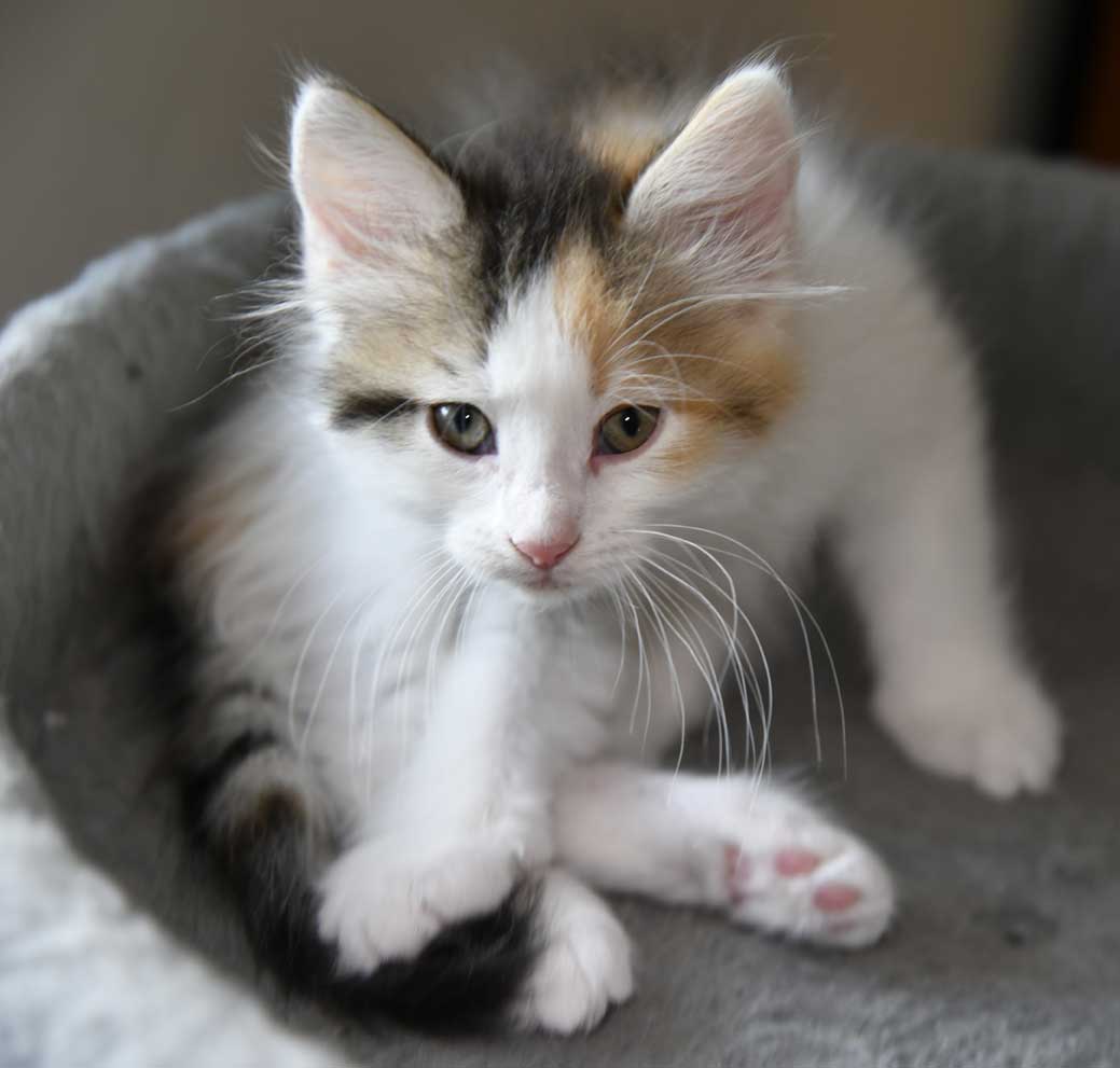 sibirisk kattunge Ximena