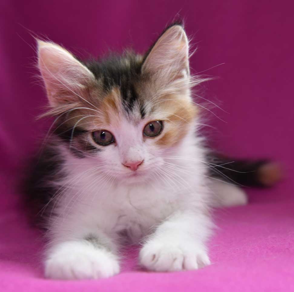 sibirisk kattunge Xuyi