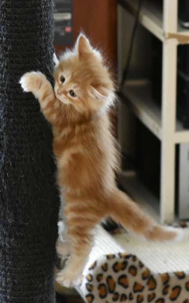 sibirisk kattunge Yazhi