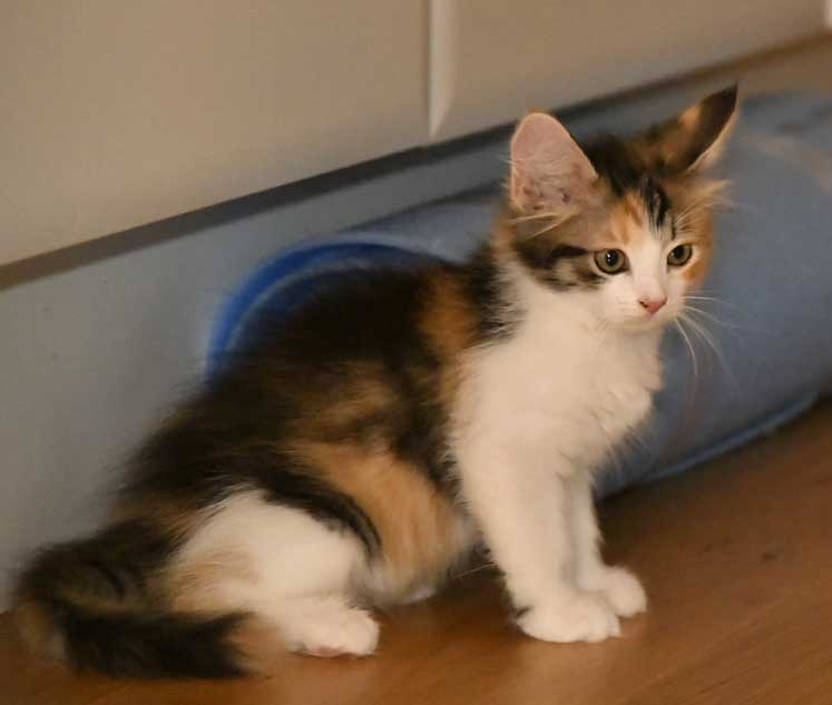 sibirisk kattunge Xuyi